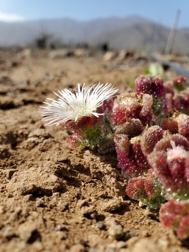 Mesembryanthemum crystallinum (Ice Plant) — photo