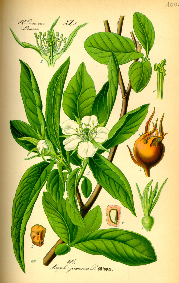 Mespilus germanica (Medlar) — photo
