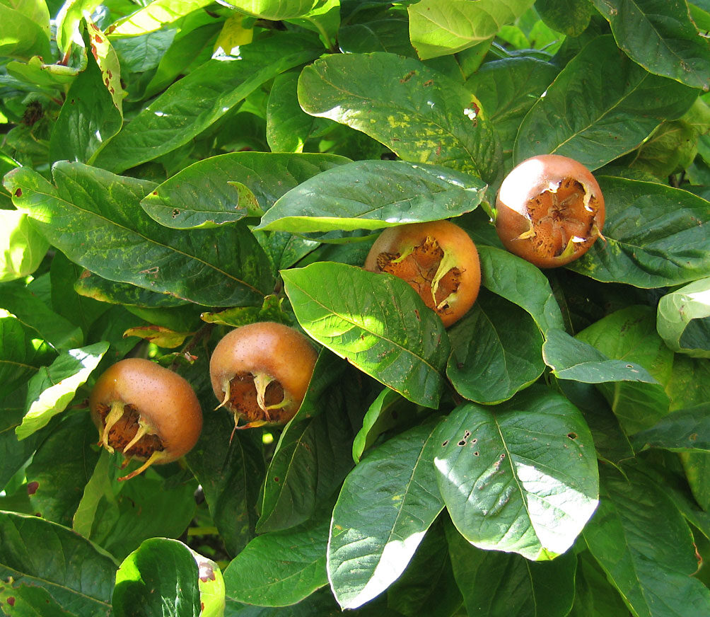Mespilus germanica (Medlar) — photo