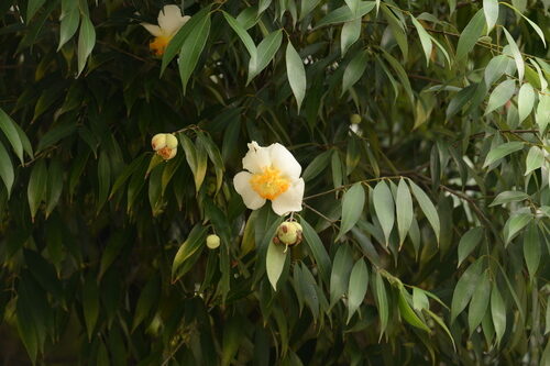 Mesua ferrea (Surli nut) — photo