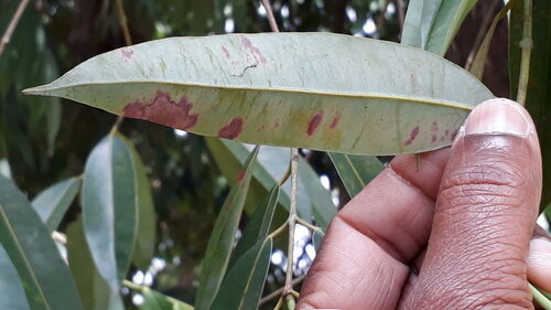 Mesua ferrea (Surli nut) — photo