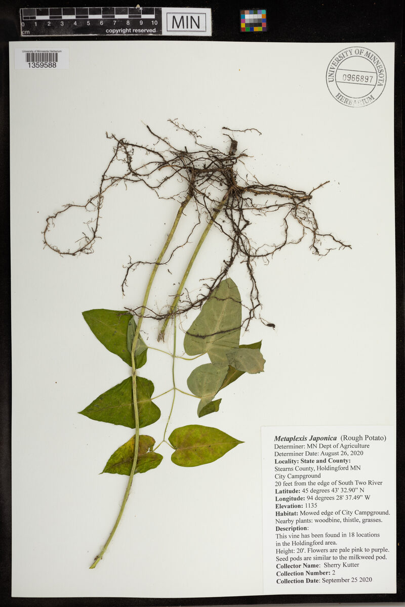 Metaplexis japonica - (Thunb.)Makino. (Rough potato) — photo