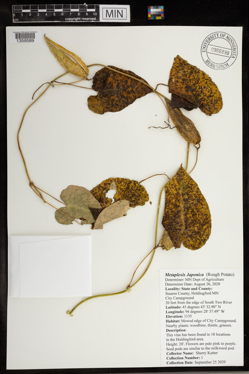 Metaplexis japonica - (Thunb.)Makino. (Rough potato) — photo