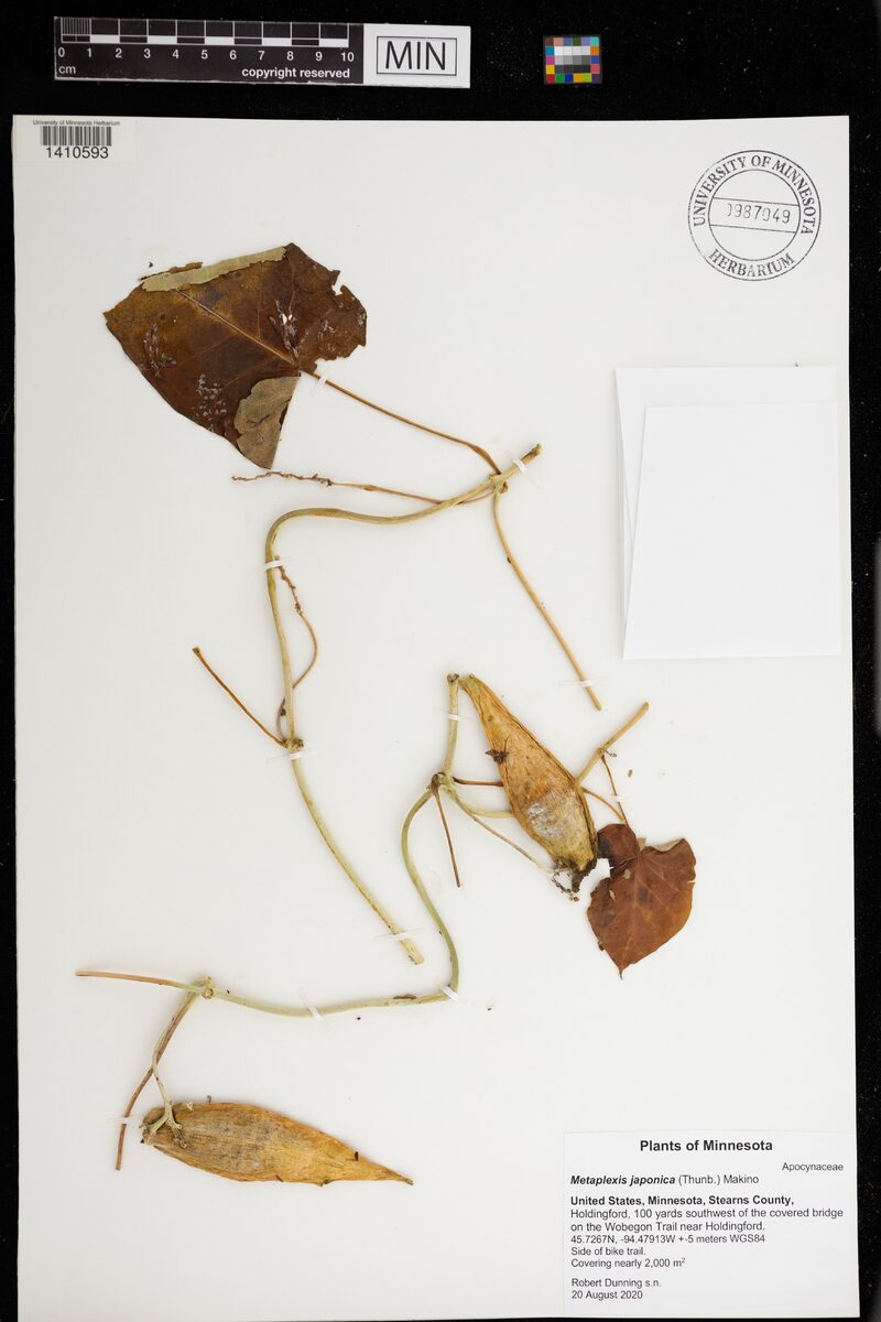 Metaplexis japonica - (Thunb.)Makino.