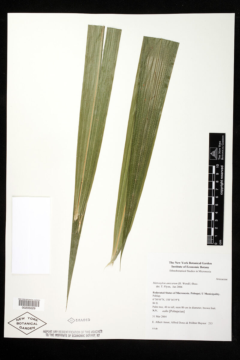 Metroxylon amicarum - (H.Wendl.) Hook.f. (Caroline Ivory Nut Palm) — photo