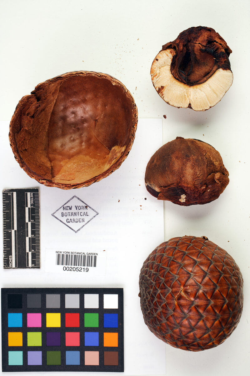 Metroxylon amicarum - (H.Wendl.) Hook.f. (Caroline Ivory Nut Palm) — photo
