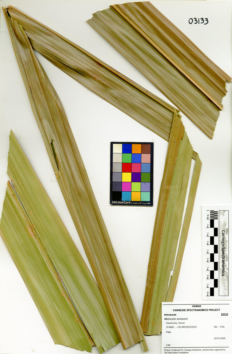 Metroxylon amicarum - (H.Wendl.) Hook.f.