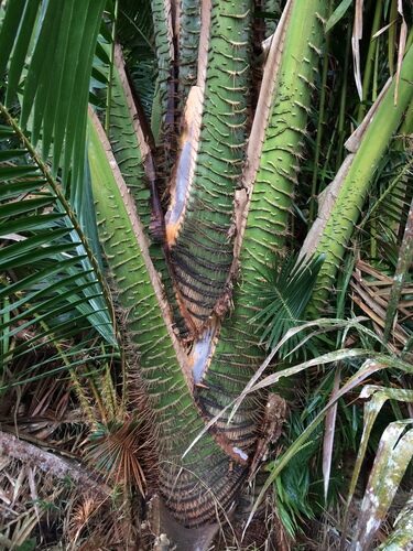Metroxylon sagu (Sago Palm) — photo