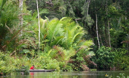 Metroxylon sagu (Sago Palm) — photo