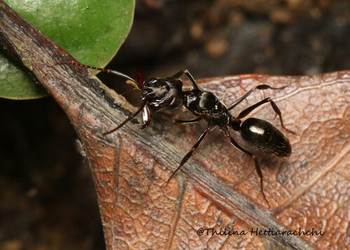 Metteniusa edulis (Kanji) — photo