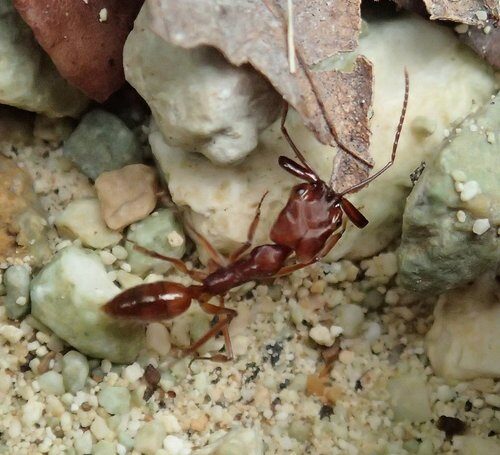 Metteniusa edulis (Kanji) — photo