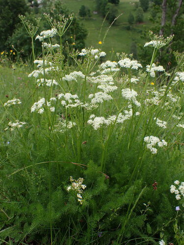 Meum athamanticum