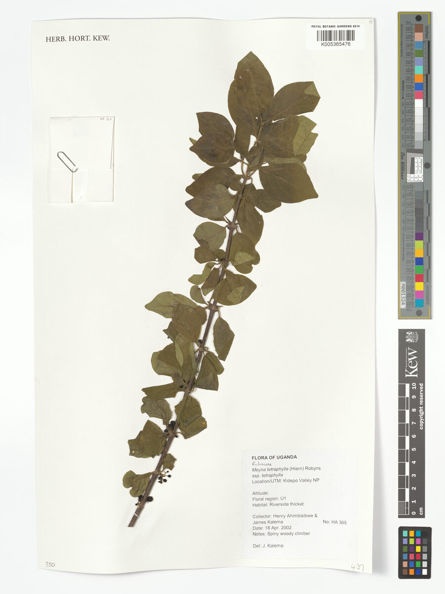 Meyna tetraphylla — photo