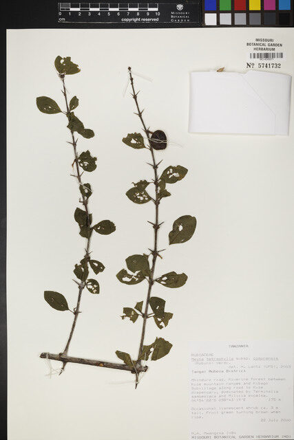 Meyna tetraphylla — photo