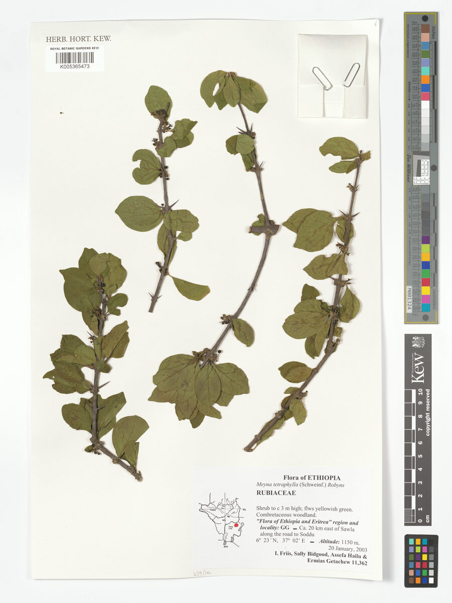 Meyna tetraphylla