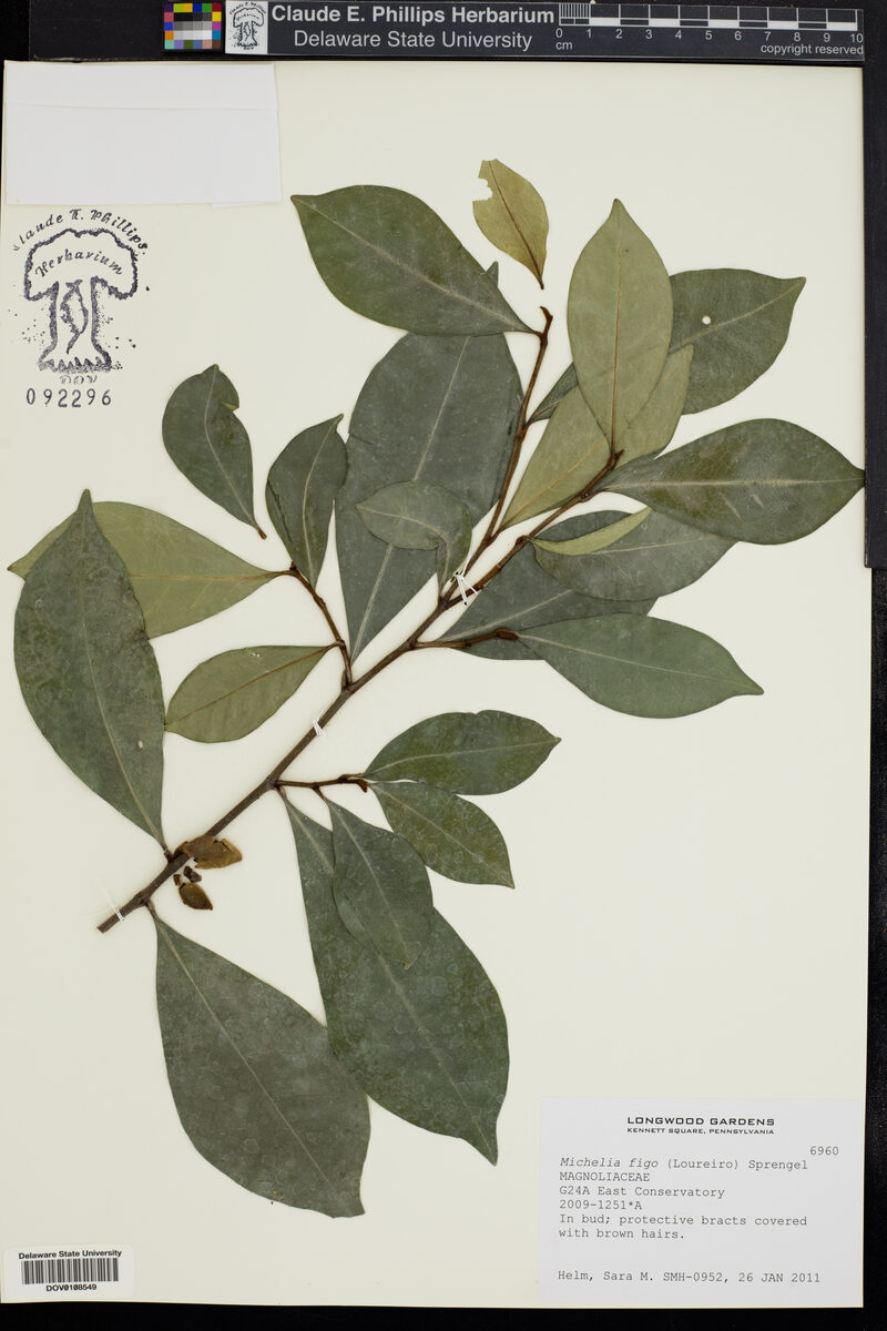 Michelia figo - (Lour.)Spreng. (Banana Shrub) — photo