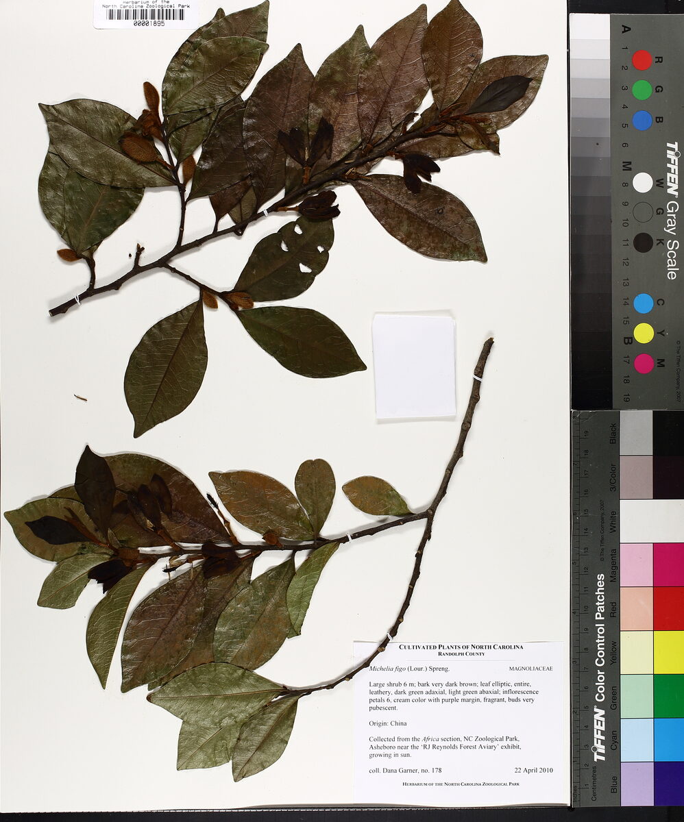 Michelia figo - (Lour.)Spreng. (Banana Shrub) — photo