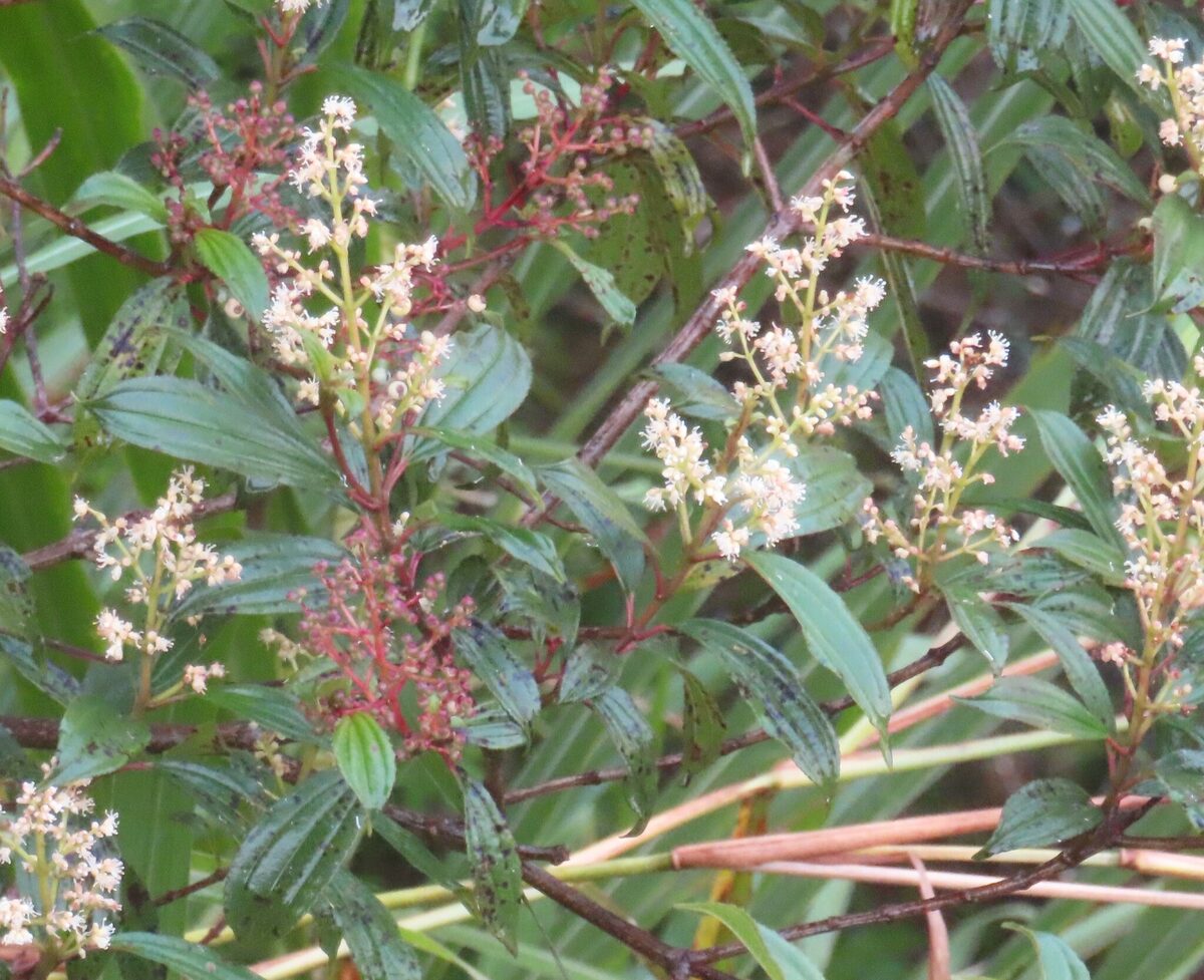 Miconia cf theaezans (Turumba) — photo