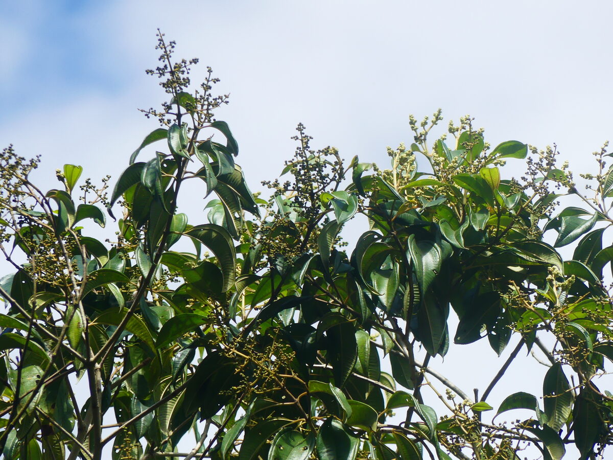 Miconia cf theaezans (Turumba) — photo