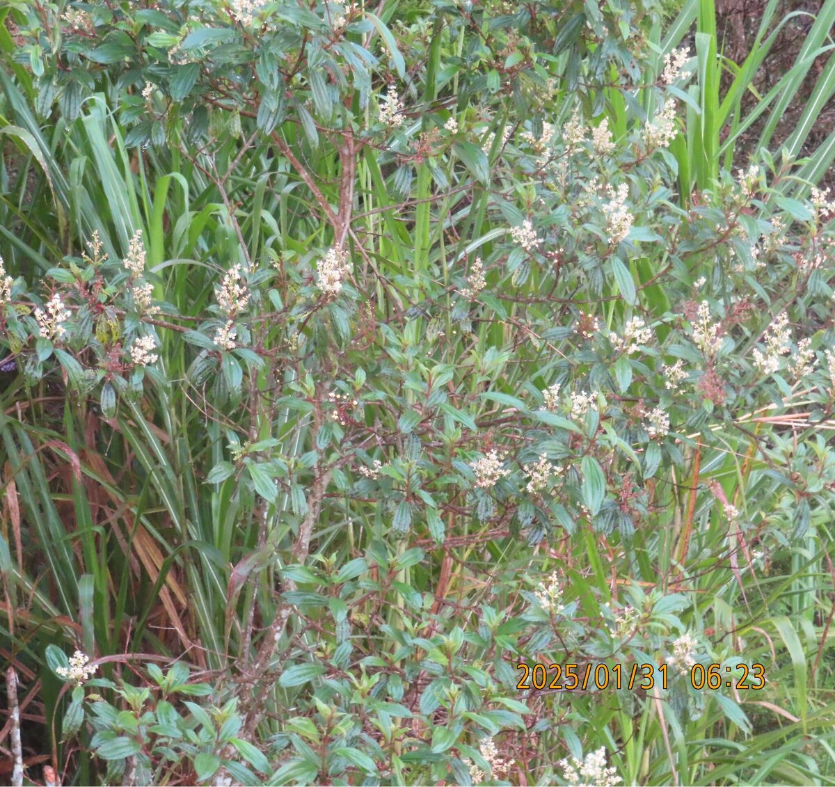 Miconia cf theaezans