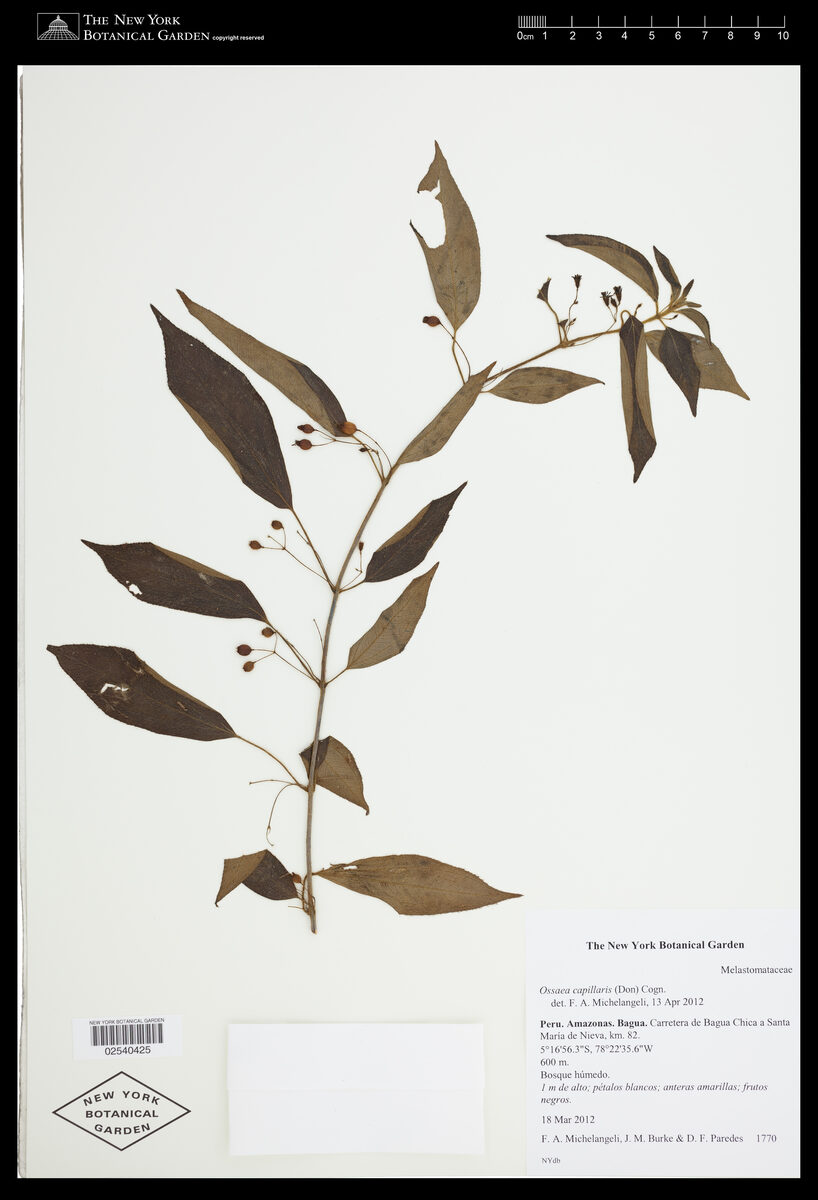Miconia leptopus — photo