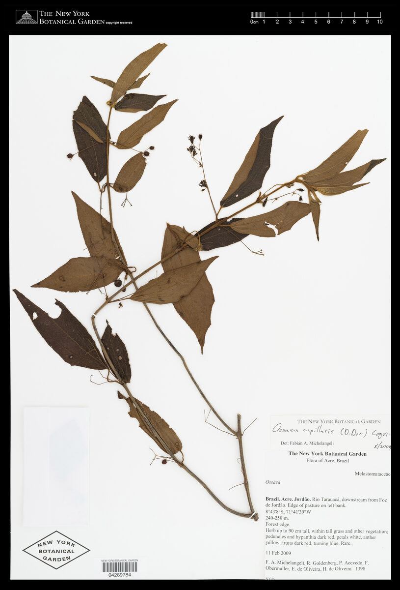 Miconia leptopus — photo