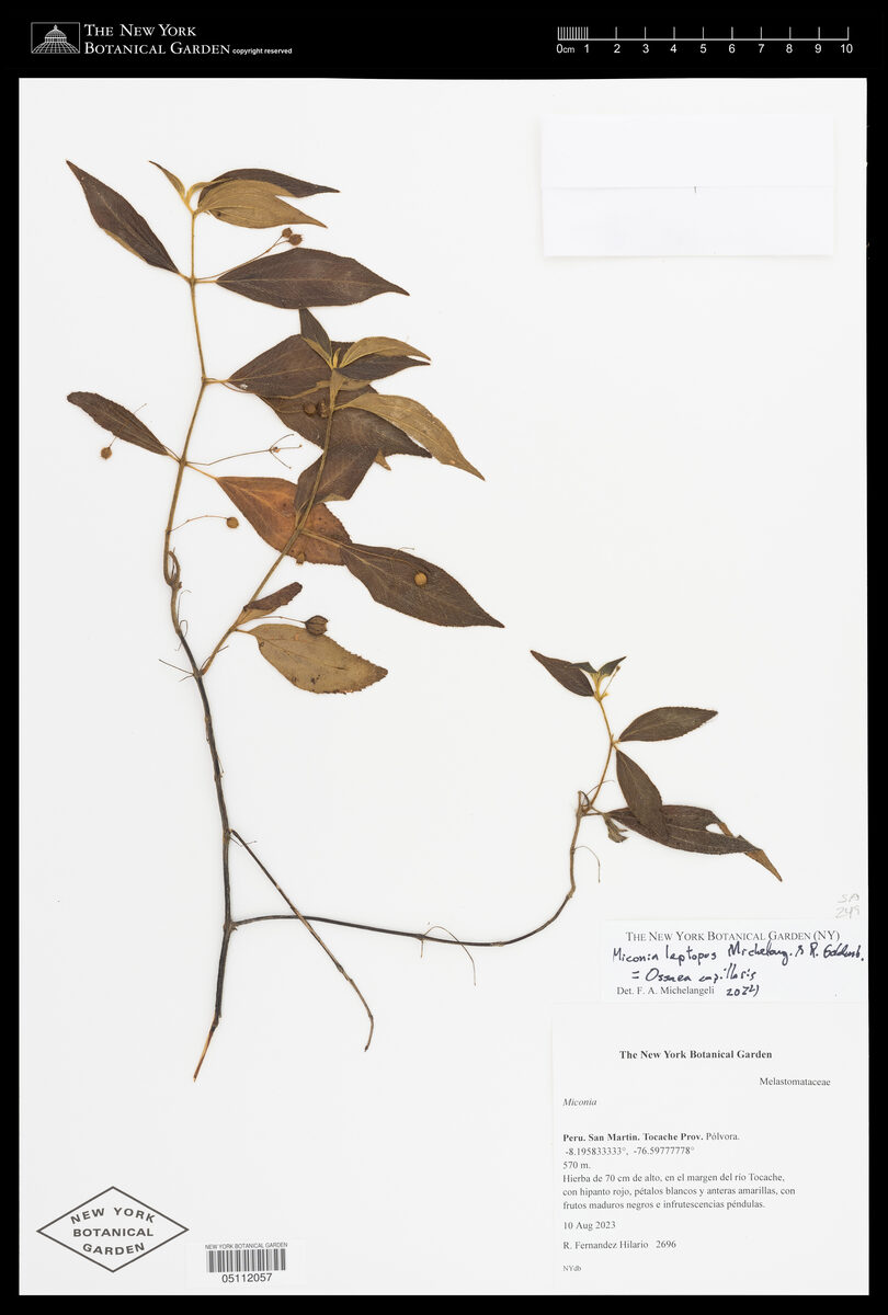 Miconia leptopus
