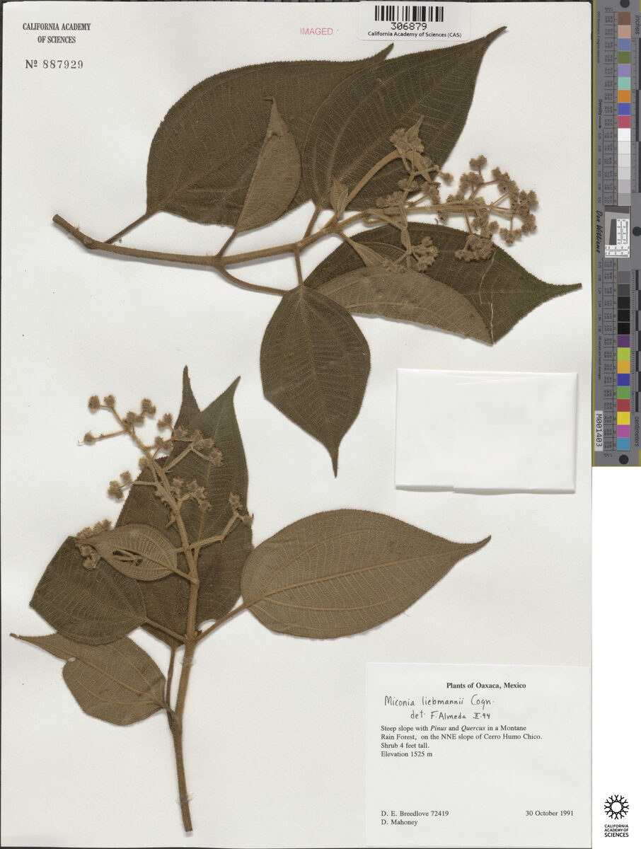 Miconia liebmannii — photo