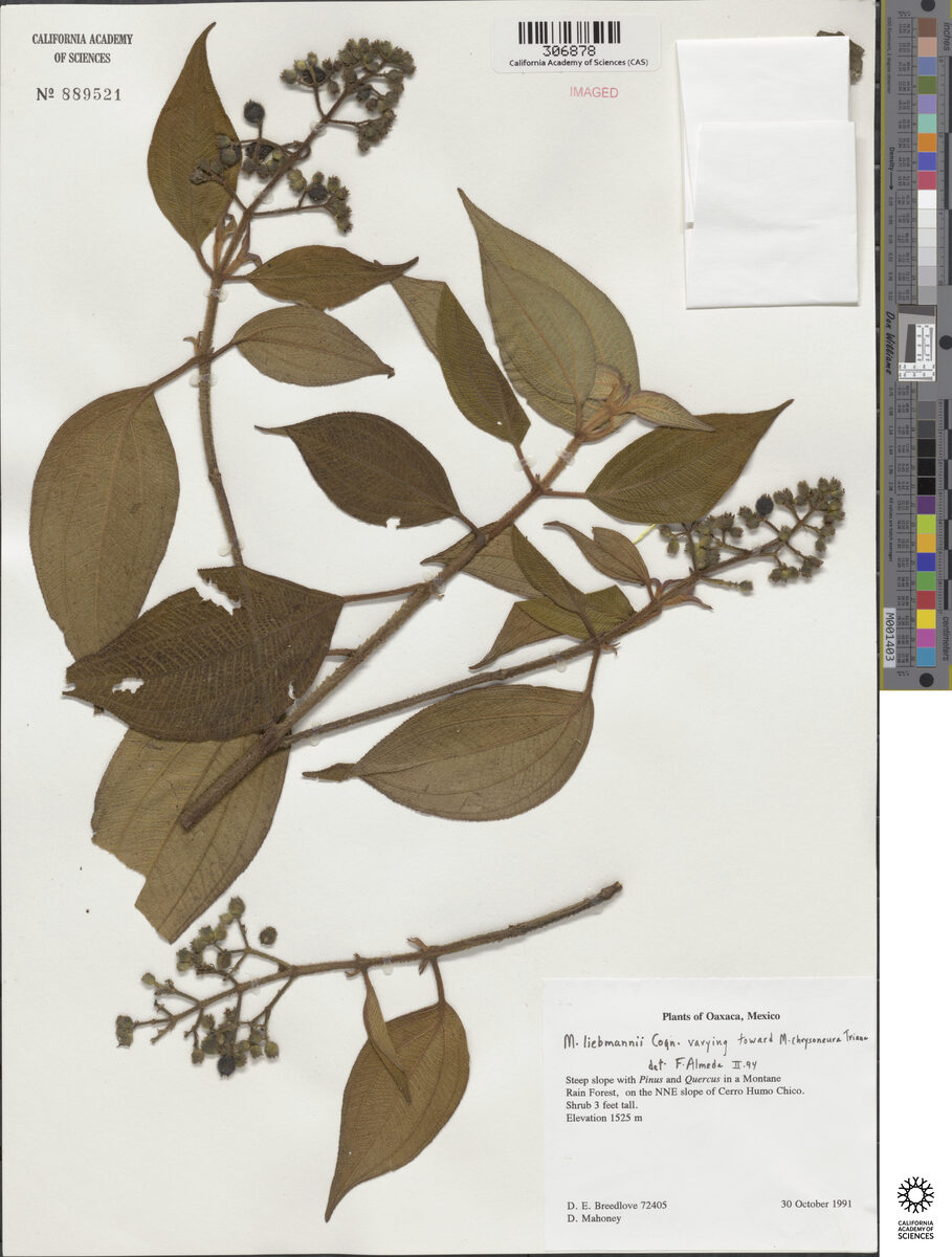 Miconia liebmannii — photo