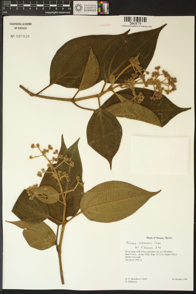 Miconia liebmannii