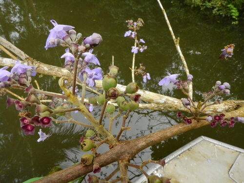 Miconia lutescens (Tarume) — photo