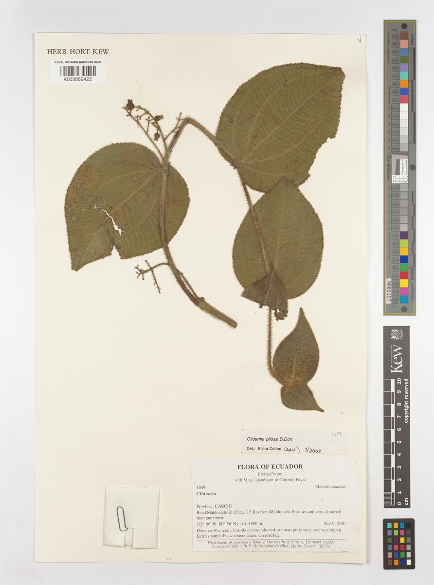 Miconia neopilosa (Dumarin) — photo