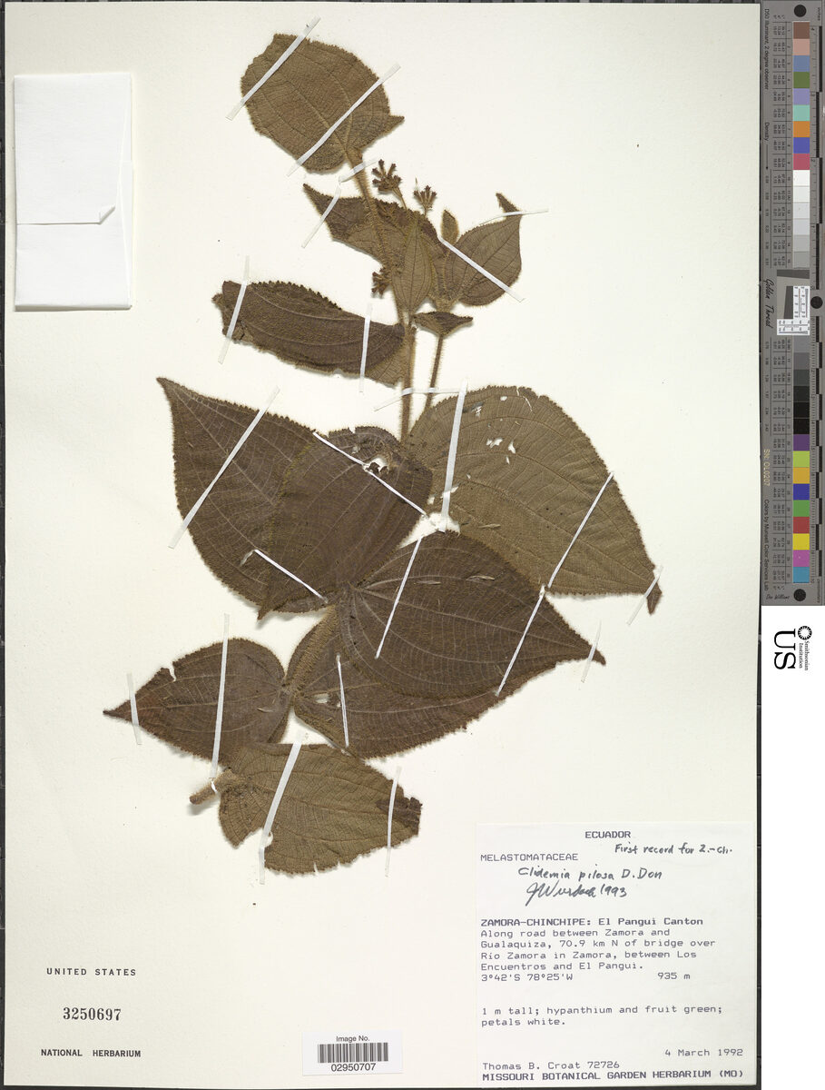Miconia neopilosa (Dumarin) — photo