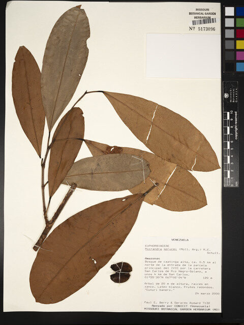 Micrandra sprucei — photo