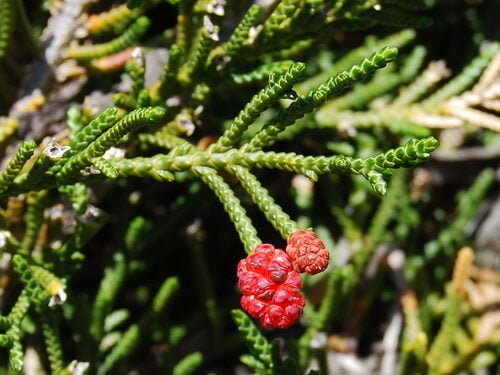 Microcachrys tetragona