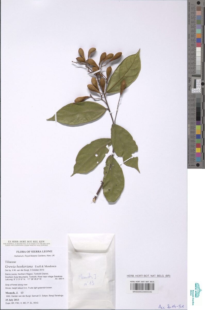 Microcos africana — photo