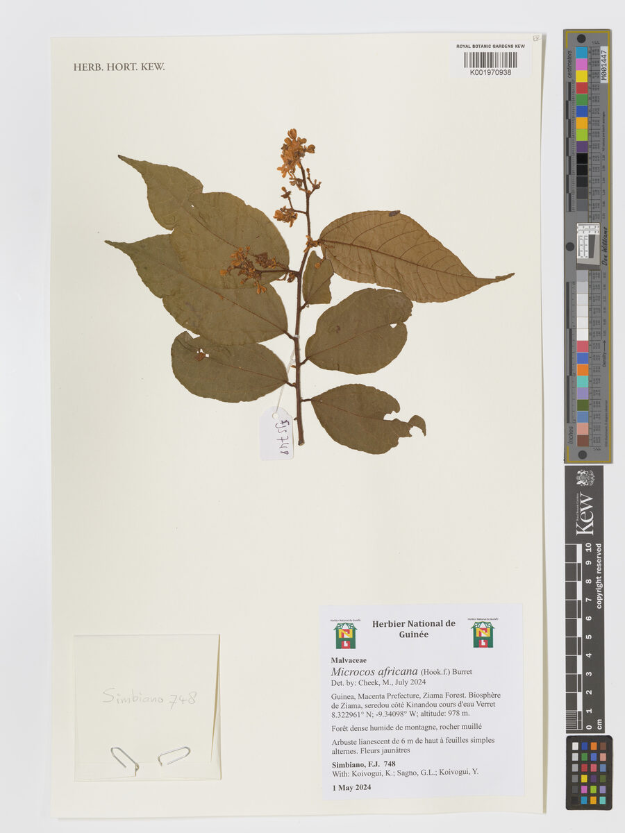 Microcos africana
