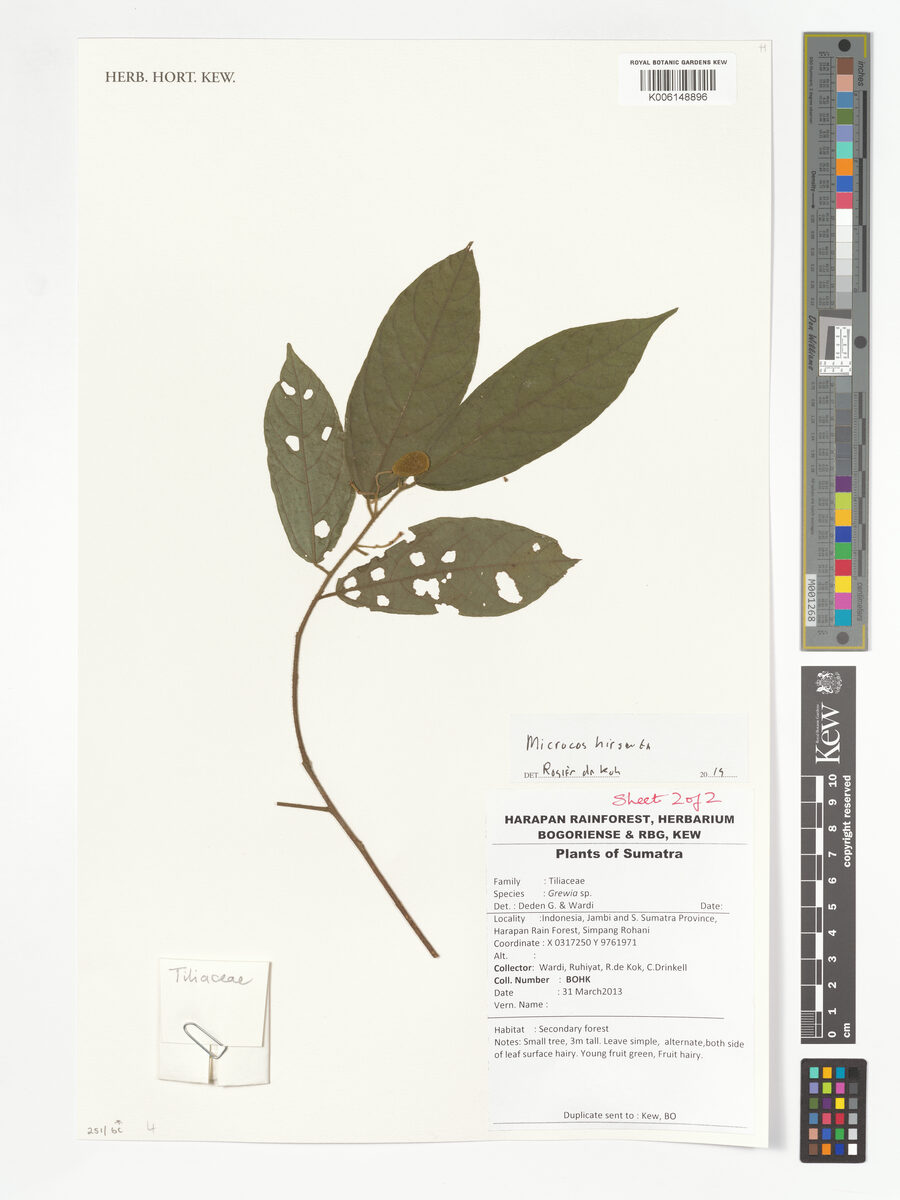 Microcos hirsuta (Kerodong tree) — photo