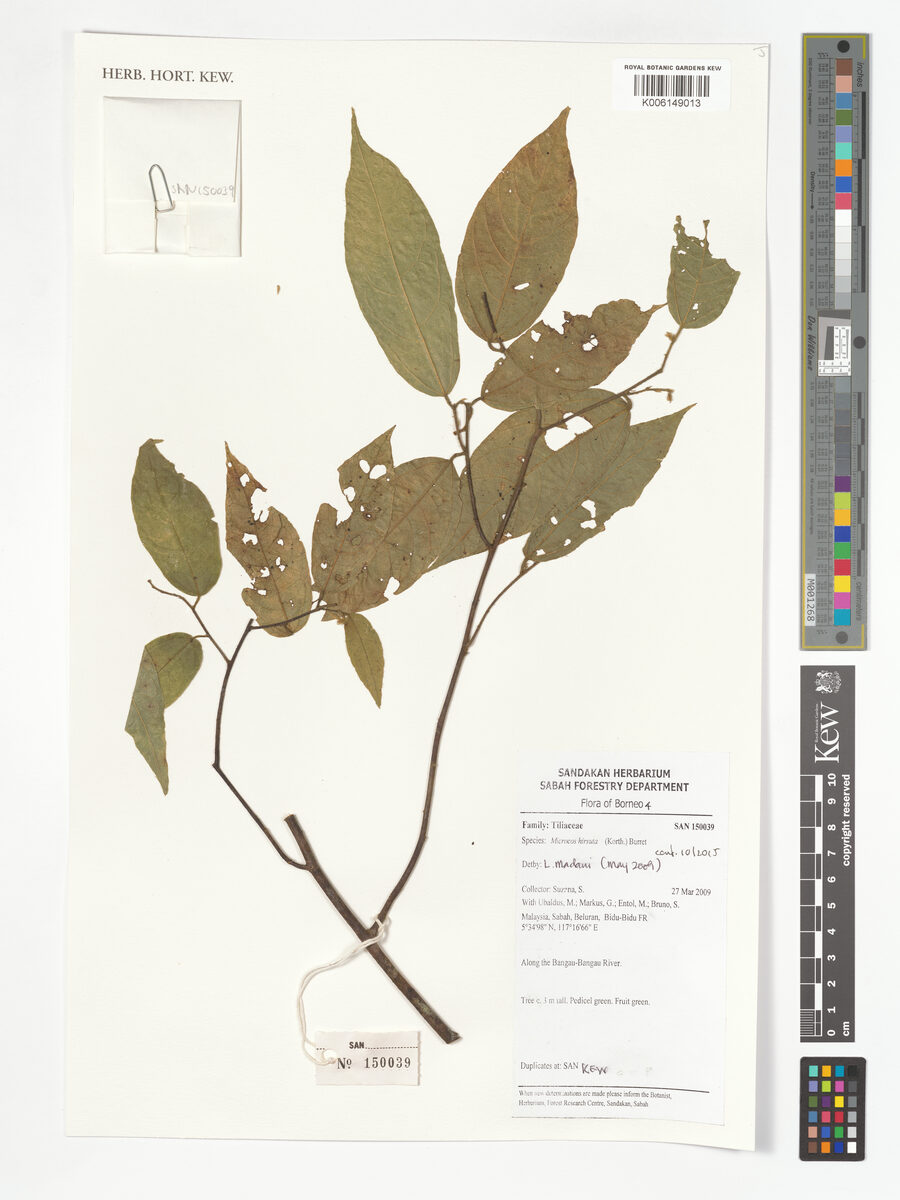 Microcos hirsuta (Kerodong tree) — photo