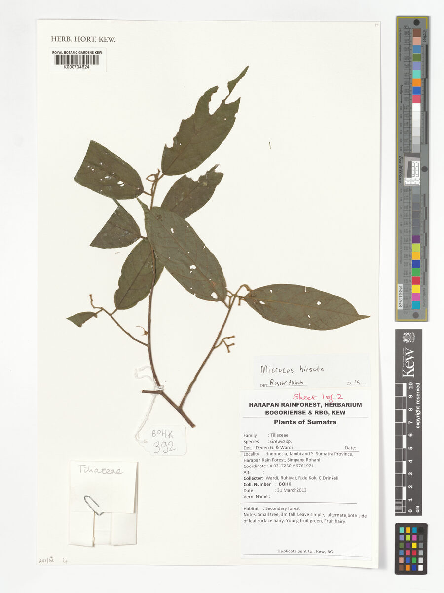 Microcos hirsuta