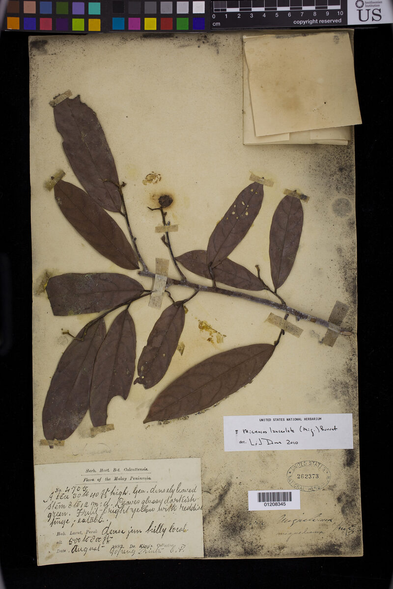 Microcos lanceolata — photo