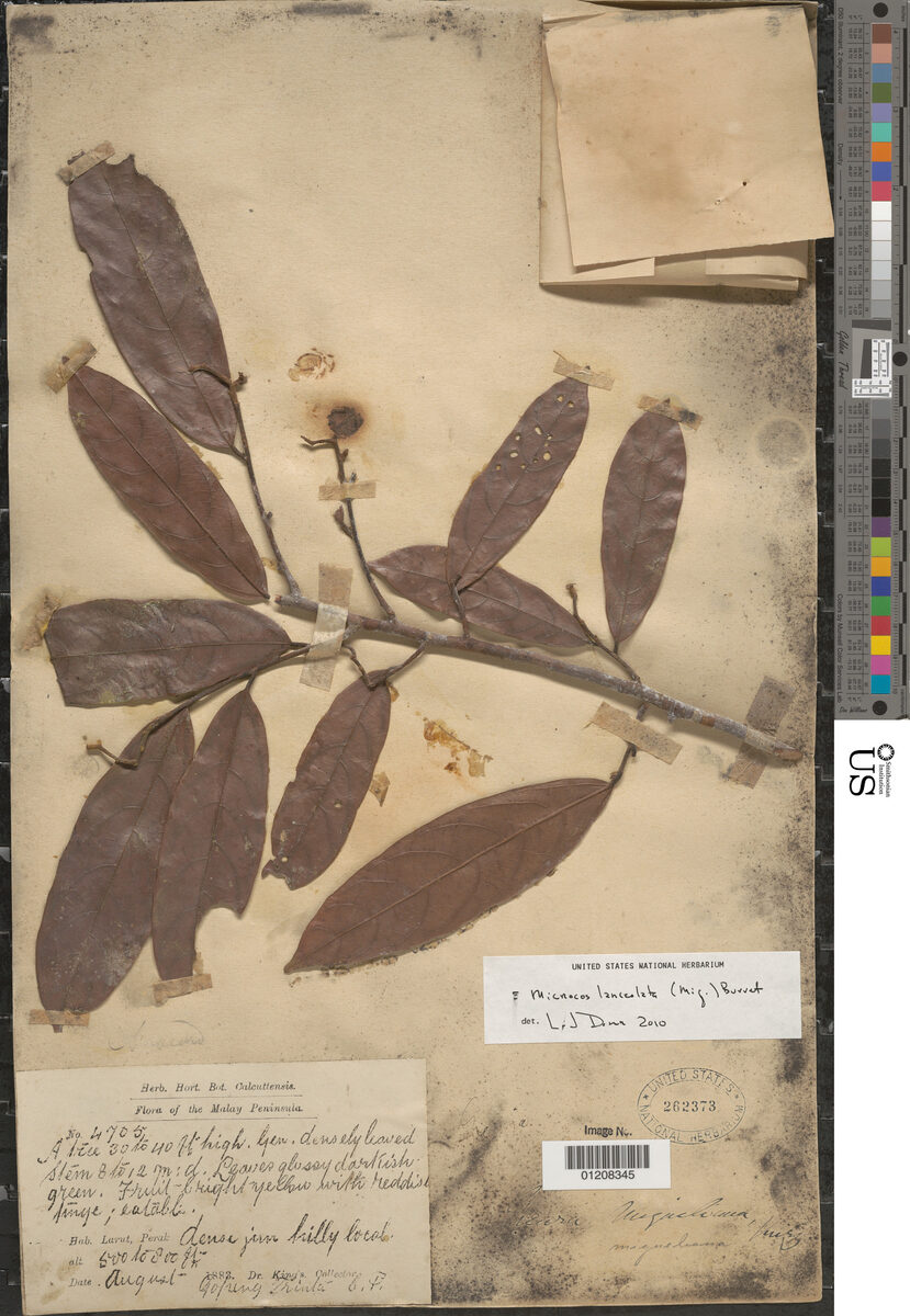 Microcos lanceolata — photo