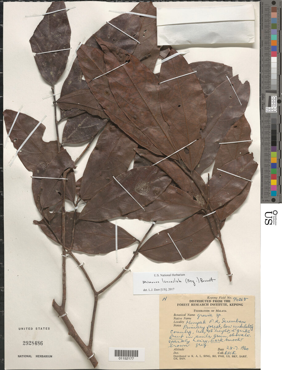 Microcos lanceolata
