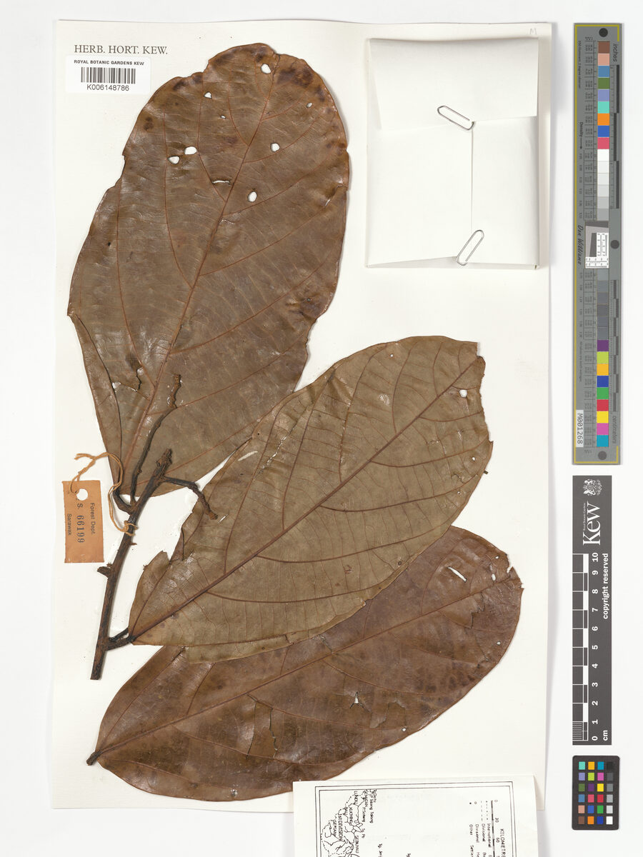 Microcos latistipulata — photo