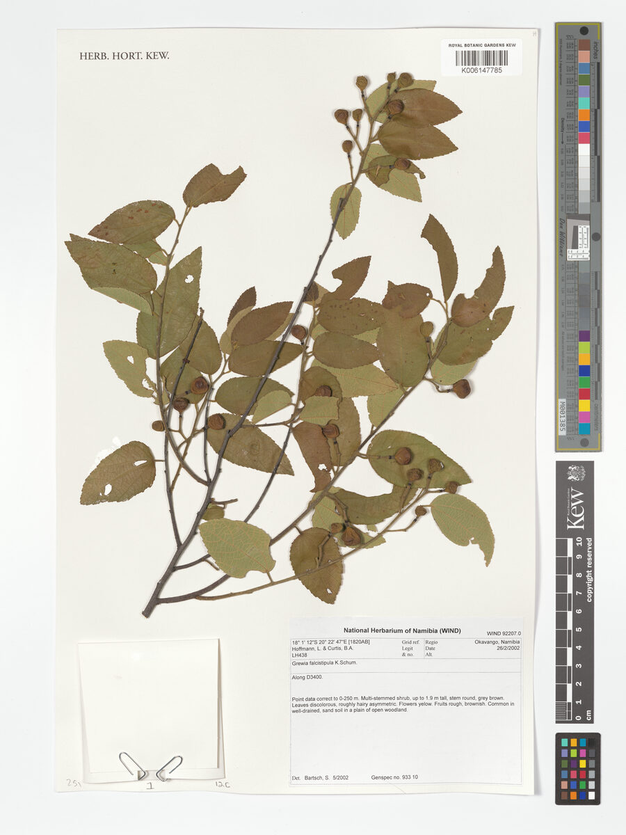 Microcos latistipulata
