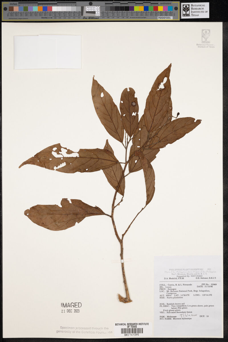 Microcos stylocarpa — photo
