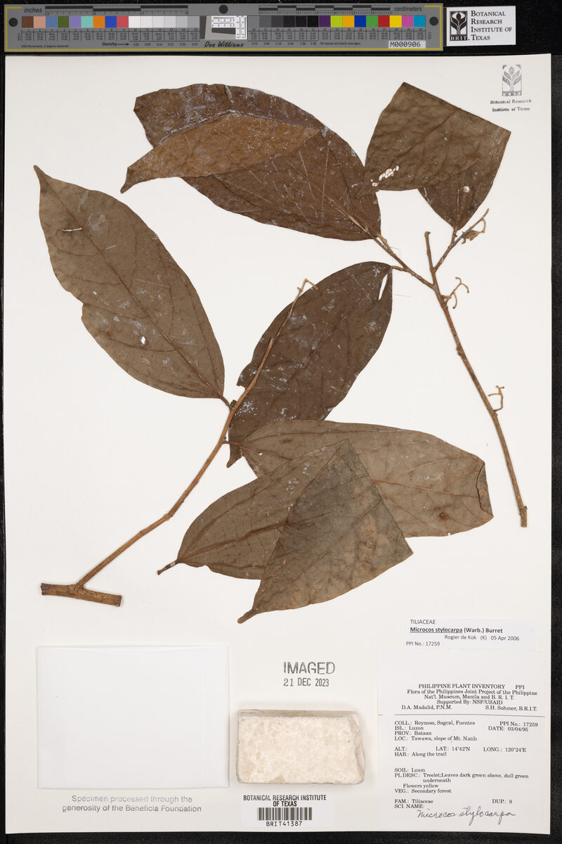 Microcos stylocarpa — photo