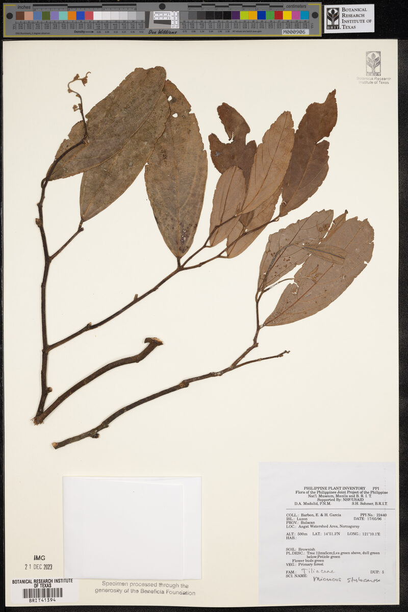 Microcos stylocarpa
