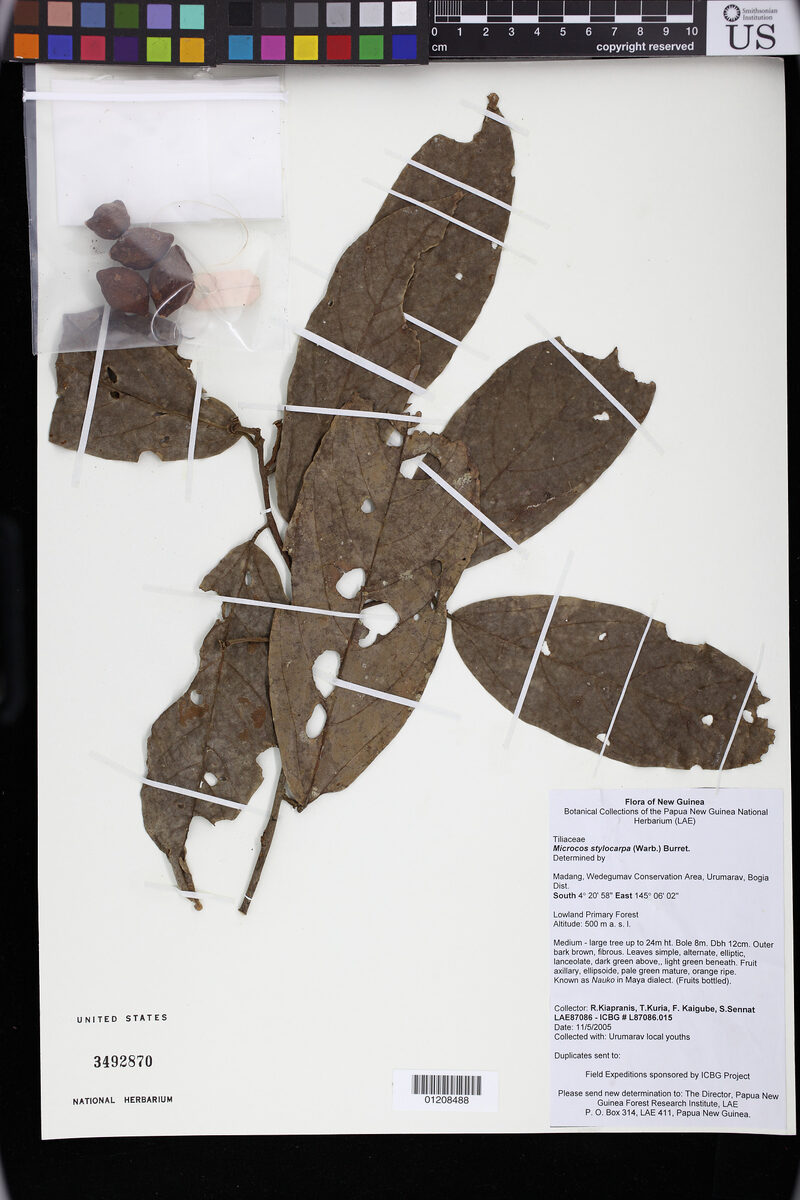 Microcos triflora (Kamuling) — photo