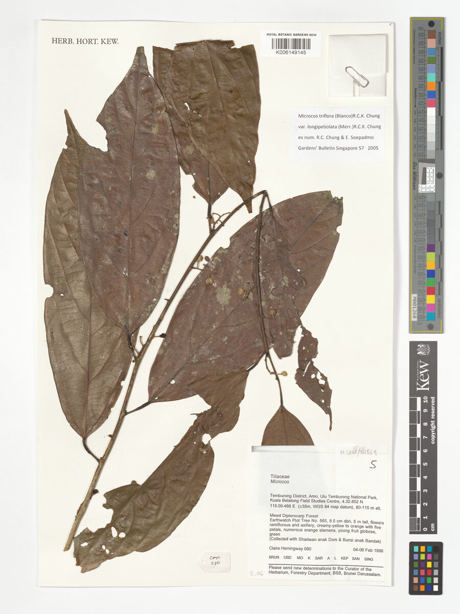 Microcos triflora (Kamuling) — photo